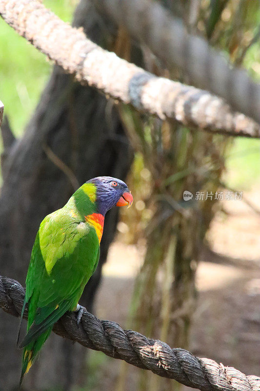 温顺的彩虹鹦鹉(Trichoglossus moluccanus)的图像，鹦鹉栖息在绳子上在阳光下，重点在前景